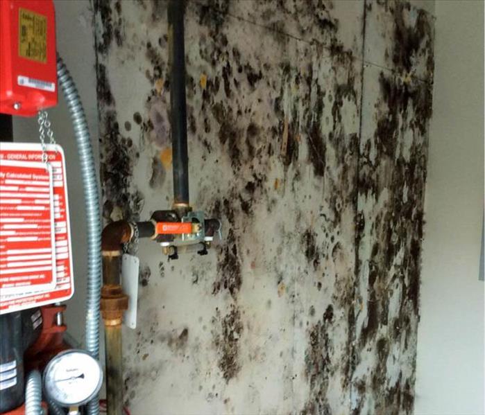 Black mold growing in wall.