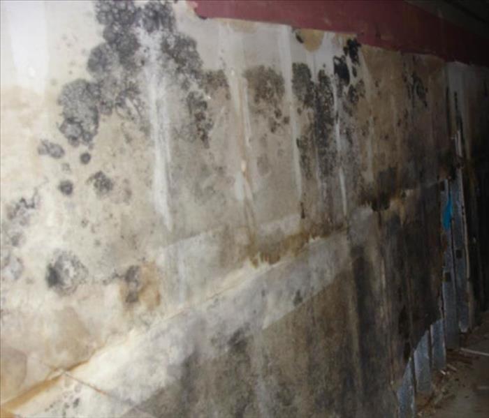 Mold infestation growing on a wall.
