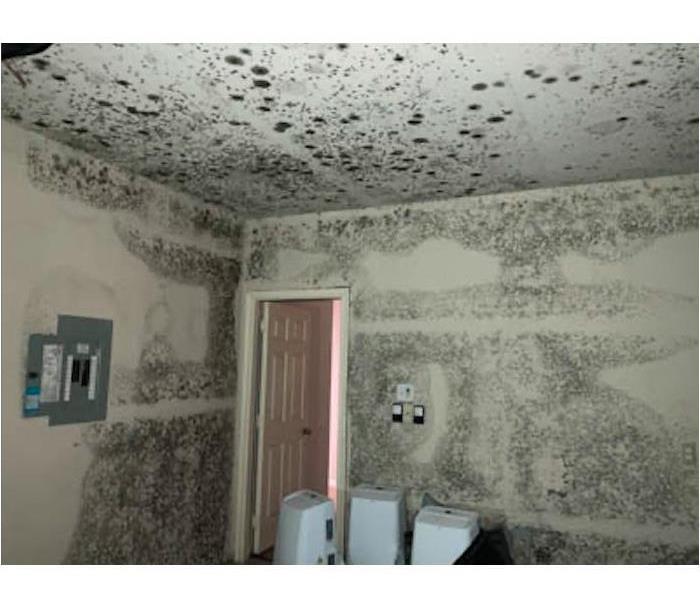 Mold growth on walls in local business.
