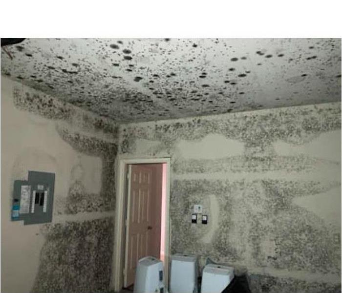 Ceiling and walls of a home covered with black spots of mold